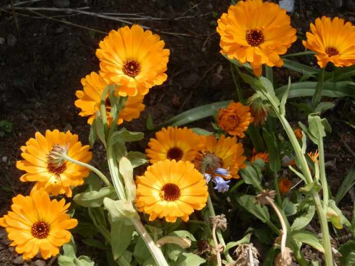 10 AcidLoving Plants for Your Garden (With Photos) Dengarden