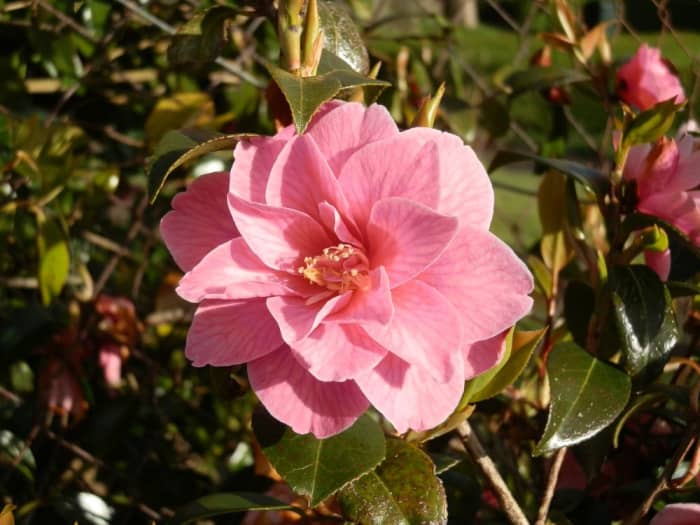 Ten AcidLoving Plants Dengarden