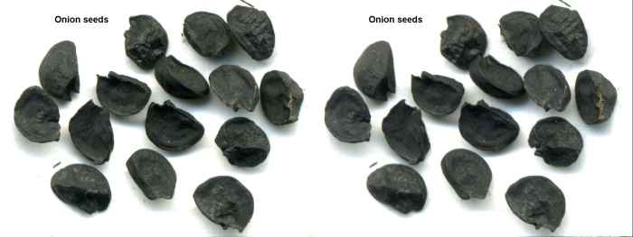 Onion seeds, which are a lot smaller than what they appear here.