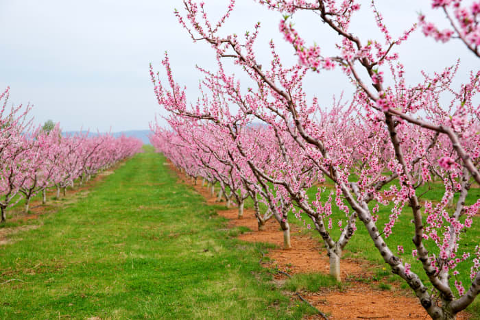 How to Grow a Peach Tree From Seed - Dengarden