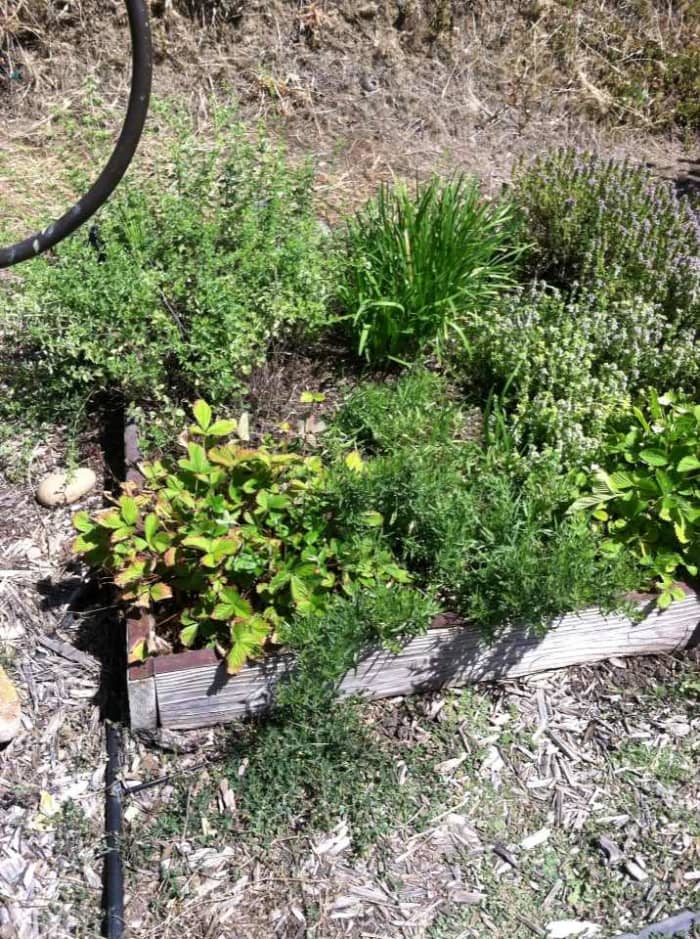 Tarragon, forward, flanked by alpine strawberry plants. The oregano, chives and thyme in the same bed make it challenging to keep tarragon growing.
