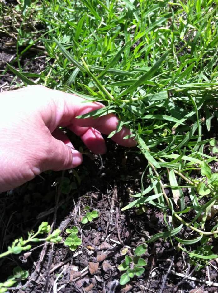 To weed, lift up the leaves of tarragon and look closely at the soil. Here, new shoots of oregano need to be weeded out before they take over the tarragon.