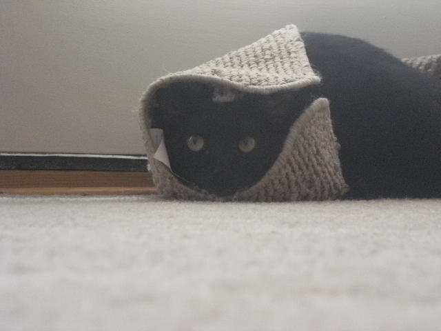 This cat is hiding because he peed on the floor again. 