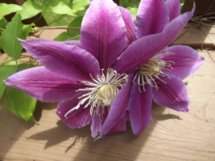 How To Plant And Grow Clematis Vines Dengarden