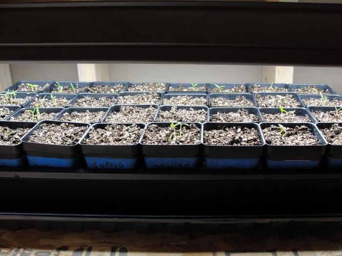 This is my typical setup, with a simple suspended shop light over a tray of 2.25-inch pots sitting on a heat mat. Peppers love it!