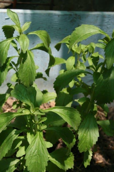 This stevia plant grows in a raised wooden planter box in an enclosed shadecloth area alongside hot chili peppers.