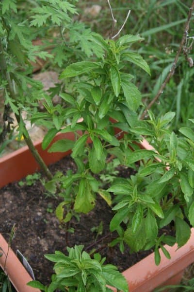 I like to keep at least one stevia plant in a pot, ready to bring indoors before the first frost. This one shares a pot with mugwort.