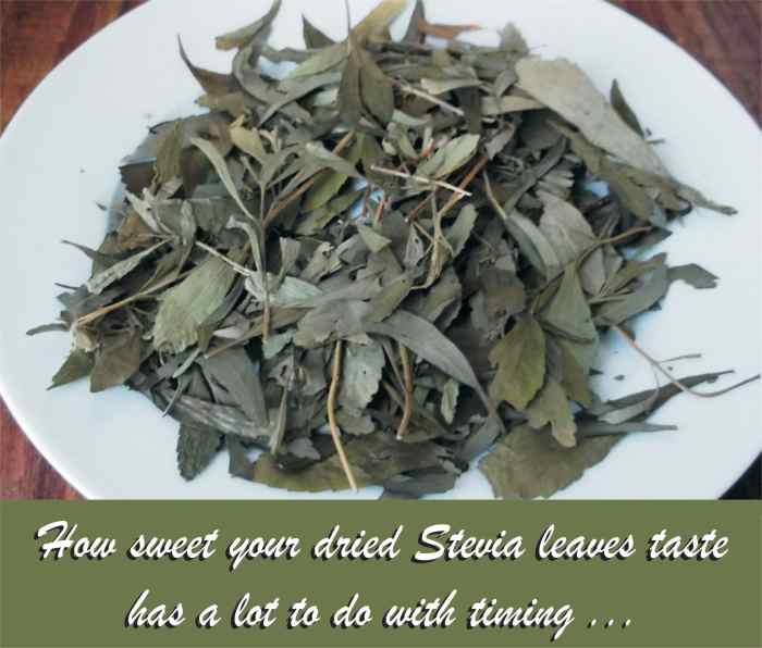 How I Grow and Harvest Stevia Dengarden