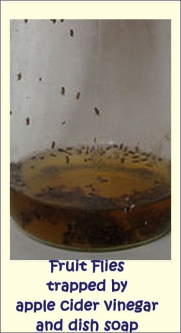 I prefer to disguise the contents of a fly trap with pretty paper as in the picture above!