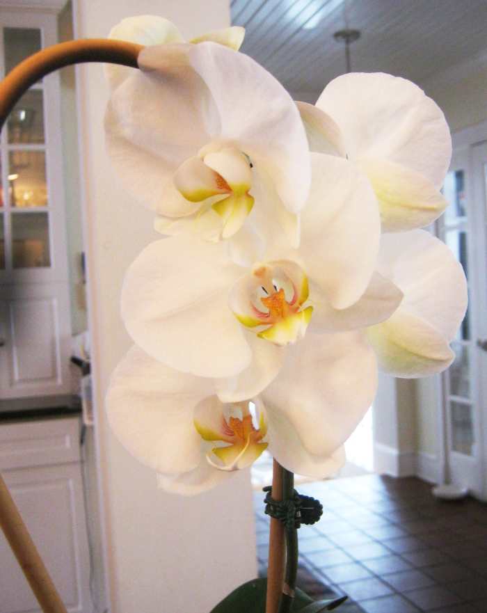Easy Orchid for Beginners The Moth Orchid Dengarden