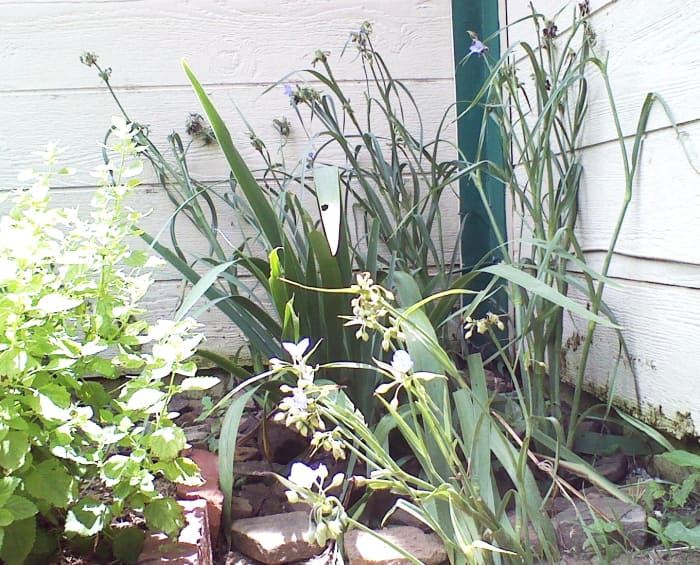Spiderwort in the corner grown to nearly three feet tall and covered in lavender-colored blooms.