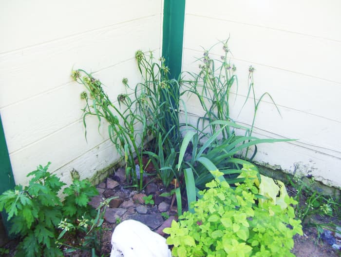 Spiderwort in a rocky corner of the flower bed. Slightly beaten by recent rain. Surrounded by chrysanthemum and lemon balm.