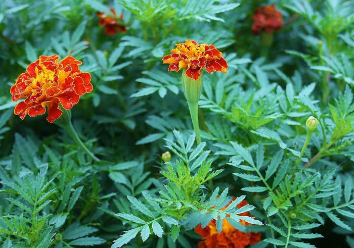 Marigolds in the garden reduce the prevalence of root-knot and root-lesion nematodes (microscopic worms) in the soil.