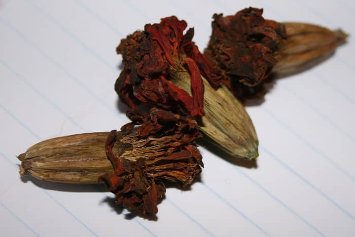 Collect dried seed heads & either sow them in summer for a fall showing or save them for next spring.
