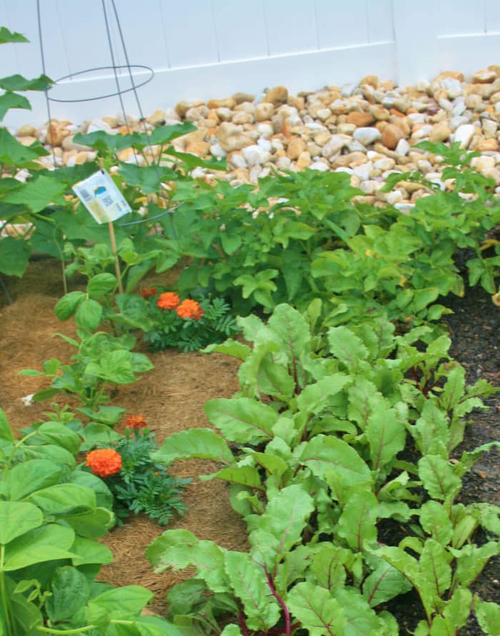 Anecdotal evidence has long suggested the benefits of growing marigolds alongside vegetables.
