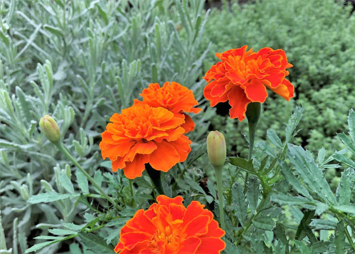 French marigolds grow about a foot tall, smaller than African marigolds & larger than rock-garden marigolds. Pictured: French marigold Deep Orange Super Hero adds color to our fall herb garden.