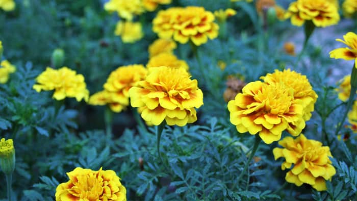French marigolds were my dad's favorite flowers. This year in his memory, I sowed two new Super Hero varieties. Pictured: French Marigold Super Hero Yellow.