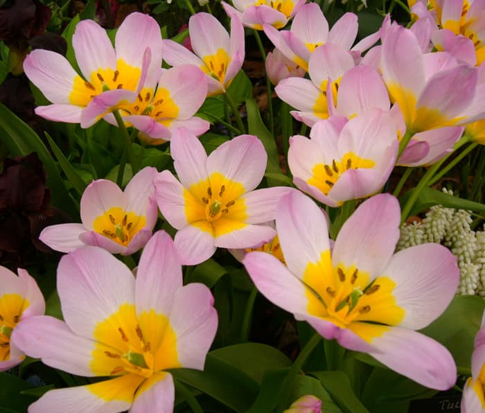 Species Tulips (Botanical Tulips) - Dengarden