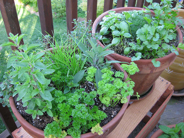 How to Grow Cilantro and Harvest Your Own Coriander Seeds - Dengarden