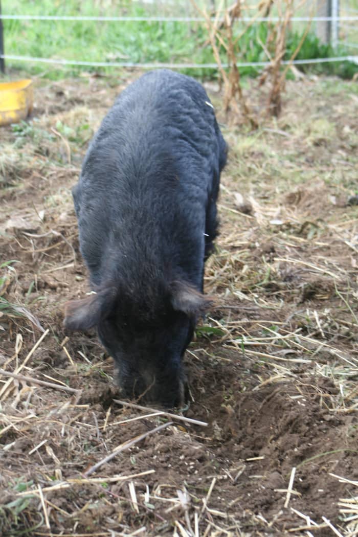 You can't weed your garden like this in the city. Put a pig in your vegetable garden and see how quick and easy preparing the garden in springtime can be.