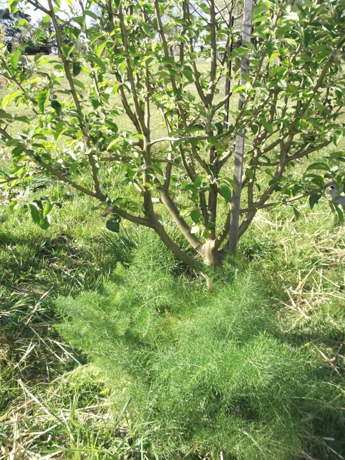 With spring comes new growth from the fennel plants, which I rely on to protect my fruit trees from flying and crawling bugs. The fennel will grow about six feet tall during summer.