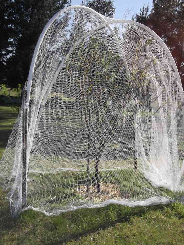 Last year, cockatoos ate every one of the peaches on this tree. This year, I left in uncovered while blossoming, but covered it with bird netting at the first sign of fruit.