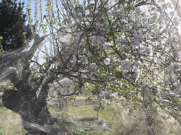 Still my favorite tree in our orchard! Despite being over 100 years old, the ancient apple tree is bearing fruiting again. It took me years to restore it, but my effort is bearing fruit.