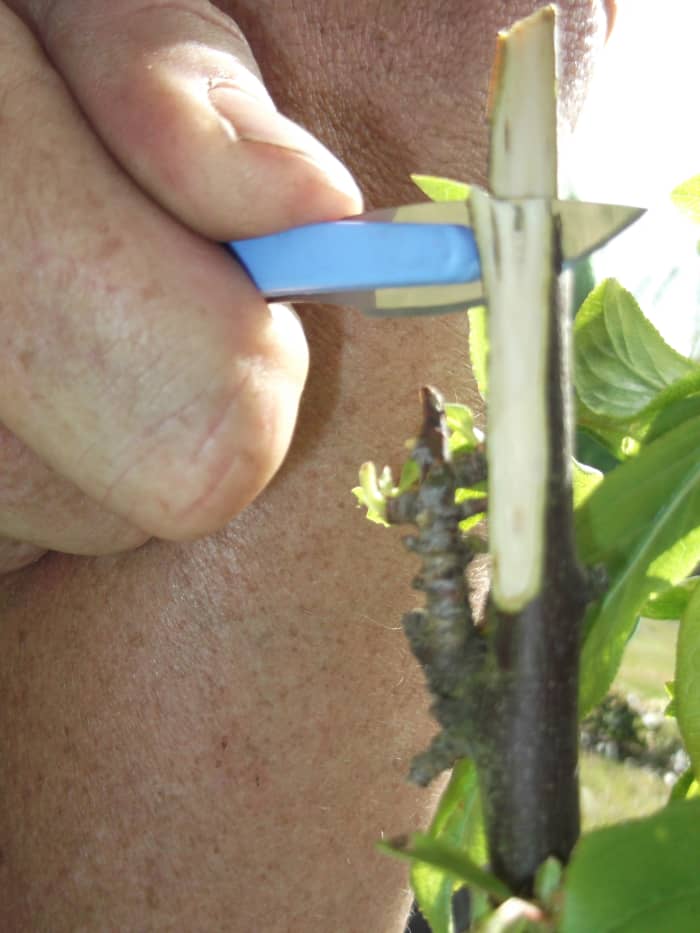 Grafting fruit trees requires a steady hand, but the rewards are excellent. We are creating our own 'fruit salad trees' by grafting different varieties of plums, peaches and other fruit to individual trees.