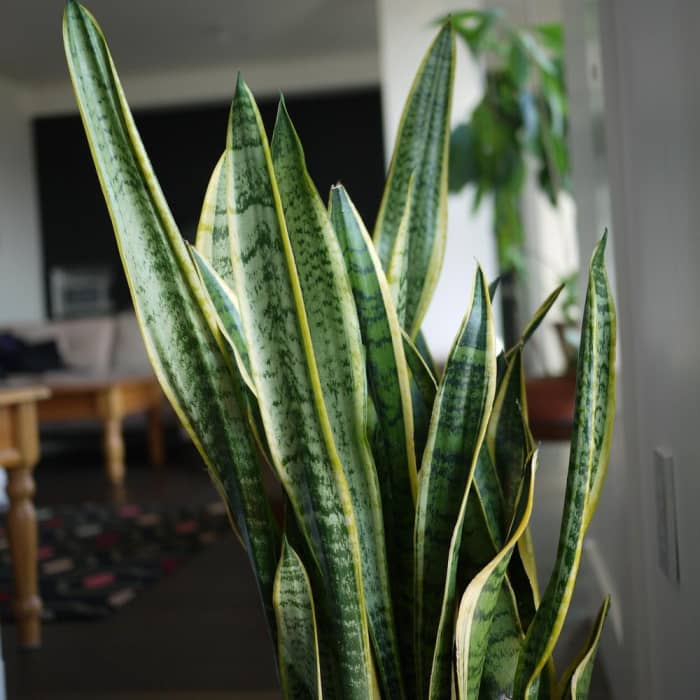 Sansevieria trifasciata: poisonous and sharp but excellent for air purifying. Keep out of reach of children and pets.