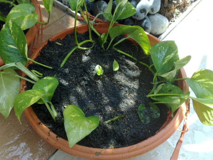 Epipremnum aureum is attractive, hardy and tolerant of many lighting conditions including low light.