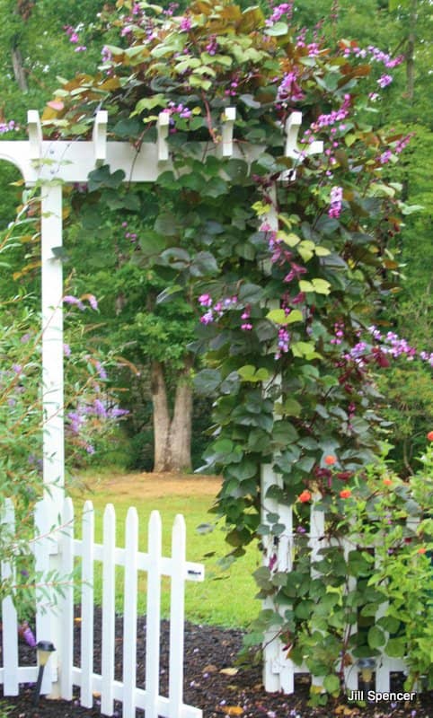 Hyacinth bean vines grow over our back garden gate. Shasta daisies and zinnia bloom in the foreground. In the background is a flowering butterfly bush.