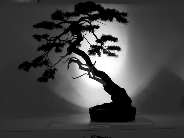 All it takes to grow your bonsai skills is a little gardening knowledge, just a hint of creativity, and most importantly, an endless amount of patience.