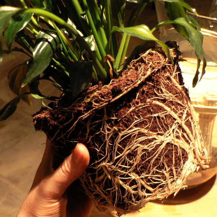 a peace lily root ball.