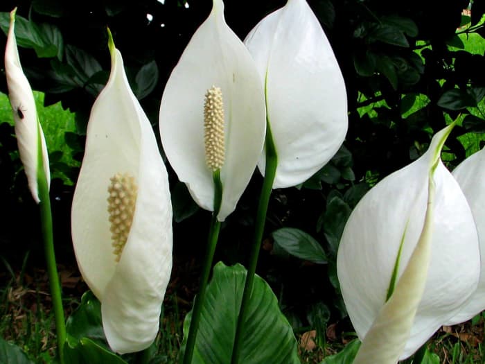 how-to-look-after-a-peace-lily-five-important-steps-you-need-to-remember-about-this-plant