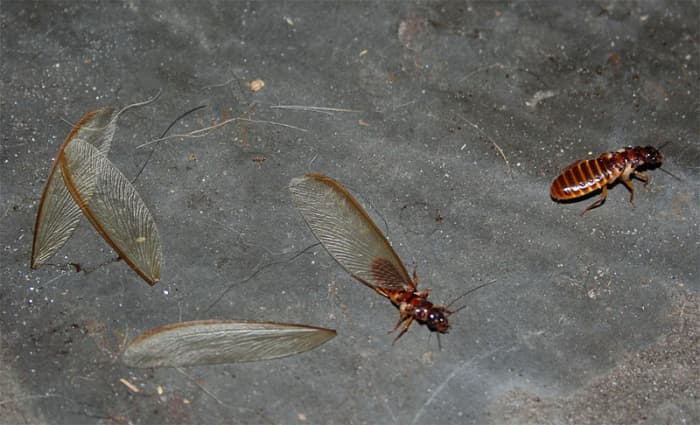 Termites may be light or dark. They may have wings, or they may have shed their wings. There are four types that can affect property owners in the U.S.