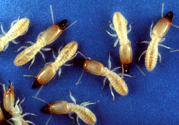 Reticulitermes subterranean termites prefer warmer climates, too, but are common in many more areas of the U.S.A.