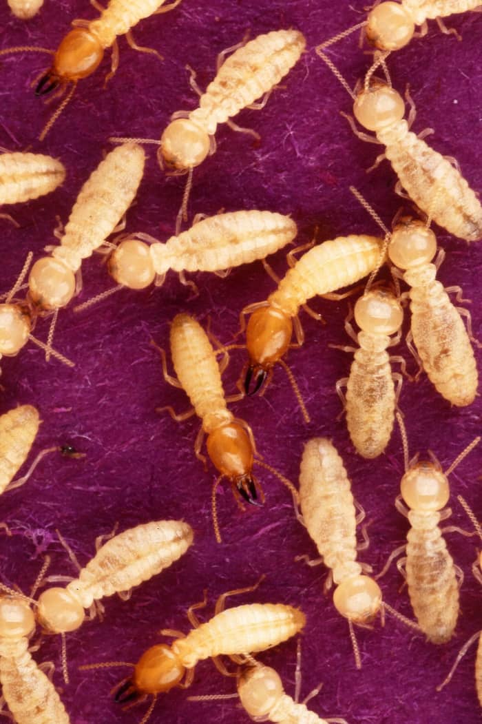 Formosa subterranean termites are the most common source of termite damage in the U.S., including Hawaii.