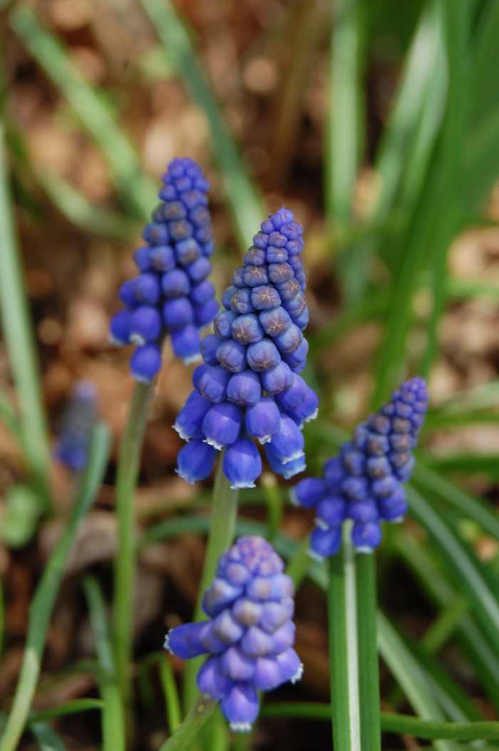 Spring Flowering Bulbs That Deer Won't Eat Dengarden