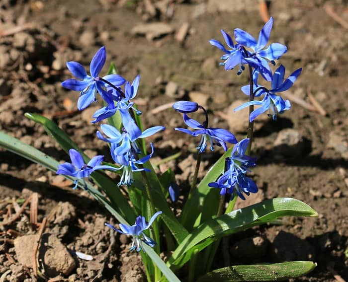 Spring Flowering Bulbs That Deer Won't Eat Dengarden