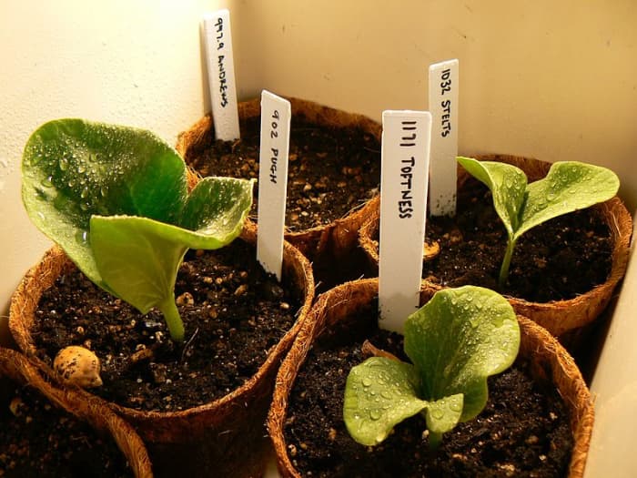 Pumpkin seedlings started indoors in peat pots. They have not yet developed their true leaves.