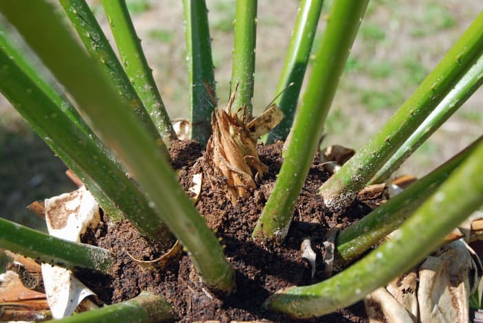 Killing Cycad Scale With Coffee Grounds - Dengarden