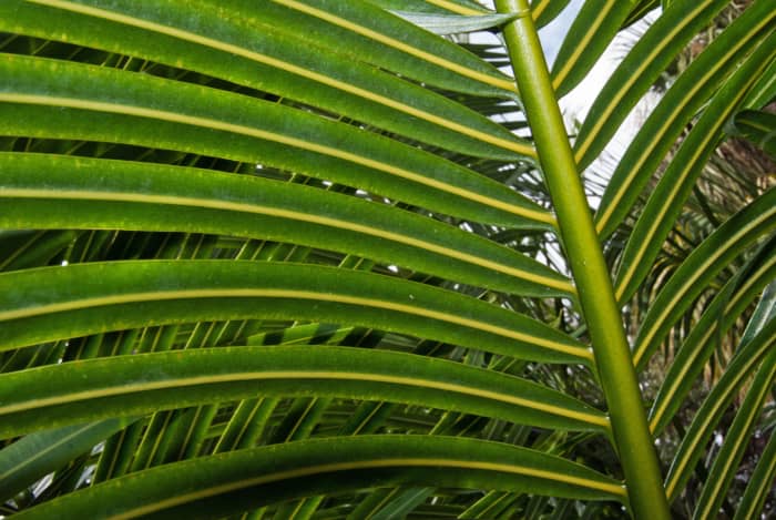 Killing Cycad Scale With Coffee Grounds - Dengarden