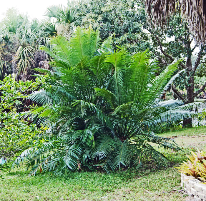 The result! It is hard to believe that this magnificent plant is the same plant that we started with, but it is.