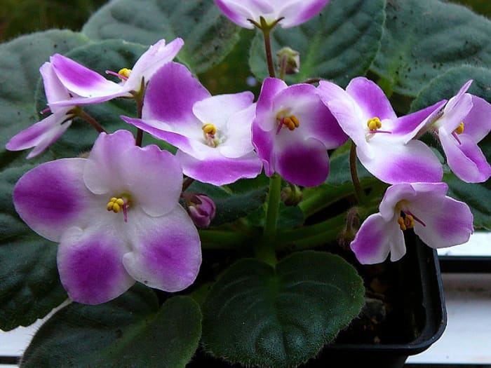 How To Grow African Violets - Dengarden