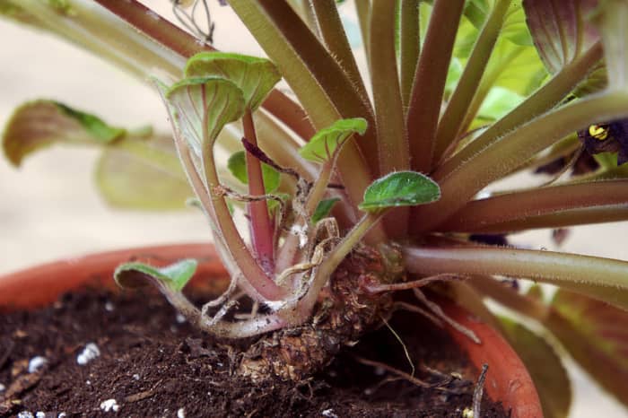 You can also grow new plants by dividing the crown of your existing plant. Note that both the old crown and the new one have roots allowing you to separate them.