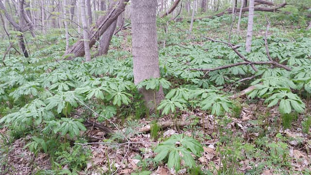 Mayapples just starting to form their small fruit in early May. The fruits are hard to see, because they are hidden under the leaves.