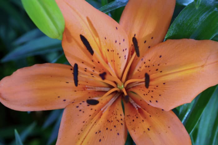 Orange lilies are very eyecatching in the garden. I simply loved this color.