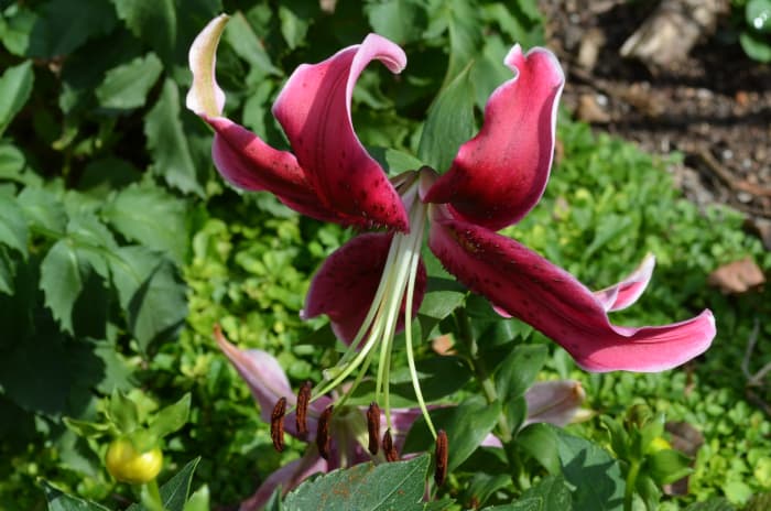 This color is a deep red wine or burgundy color. This is one of the varieties that has a very elegant look to it. The weight of the flower sometimes causes it to point downward, but you can still very much see its beauty.