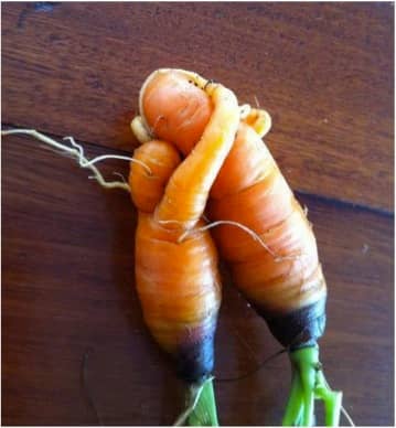 Companion planting helps create unique natural beauty through harmony and balance.