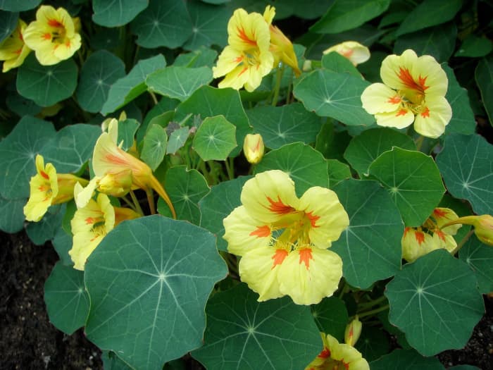 Yellow flowering nasturtiums are examples of 'sacrificial' plants that can act as decoys, attracting pests to themselves, in order to protect neighbouring plants.